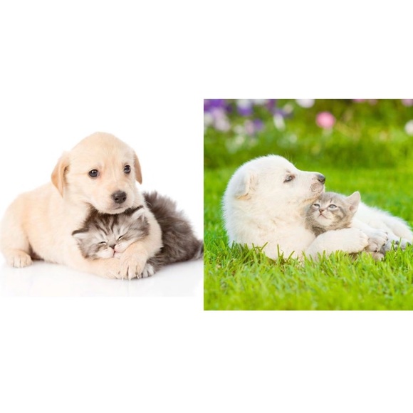 2 HARDCOVER books: Pawfect Friends and Kitty Love: How Cute Kittens Play - Picture 6 of 11